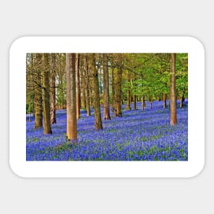 Bluebell Woods Greys Court Oxfordshire England UK Sticker